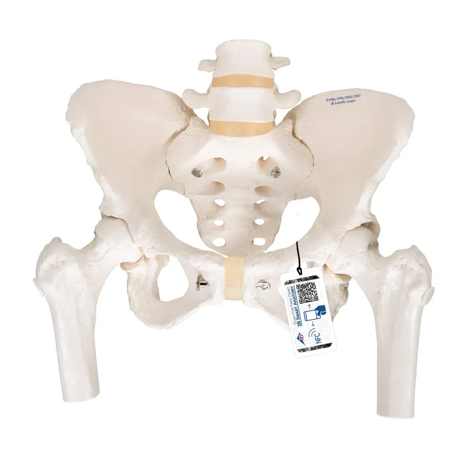 3b-scientific-weibliches-beckenskelett-lebensgro-mit-smart-anatomy-app image 1