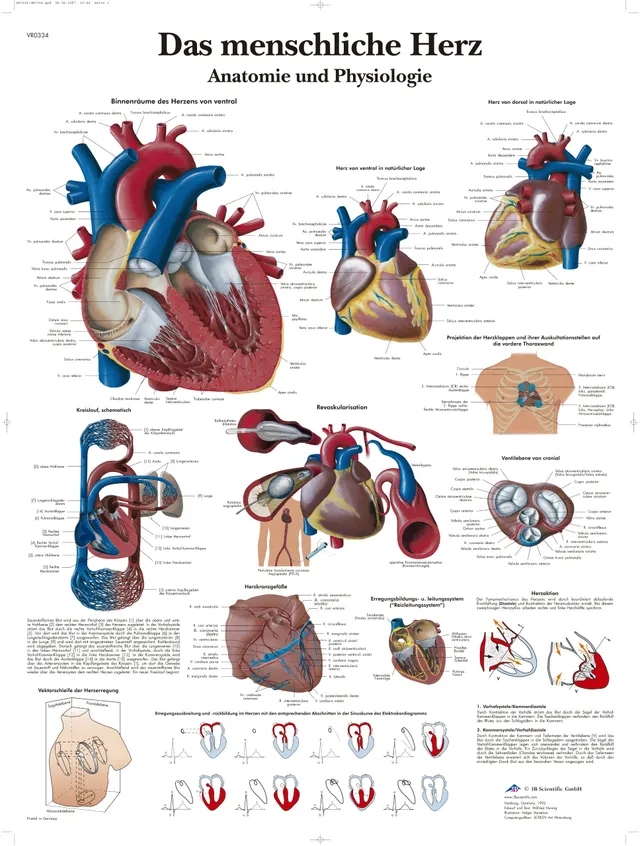 3b-scientific-lehrtafel-das-menschliche-herz-laminiert-vr0334l-50x67-cm image 1