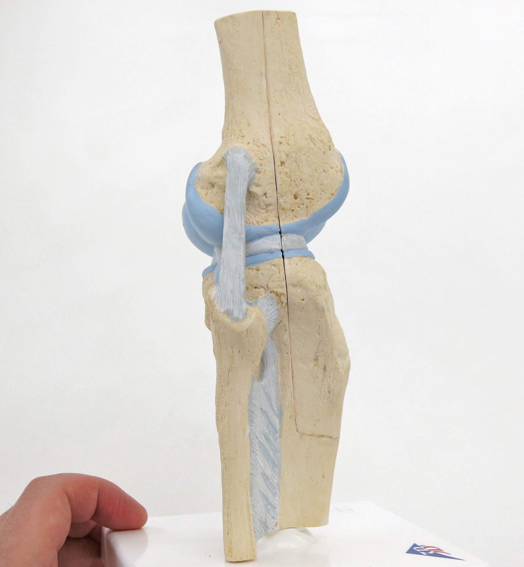 3b-scientific-gelenkschnitt-modell-knie-3-teilig-kniegelenk-schnittmodell image 6