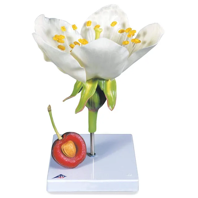 3b-scientific-kirschbl-te-mit-frucht-prunus-avium-modell-3-teilig image 1