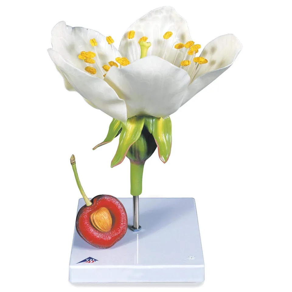 3b-scientific-kirschbl-te-mit-frucht-prunus-avium-modell-3-teilig image 1