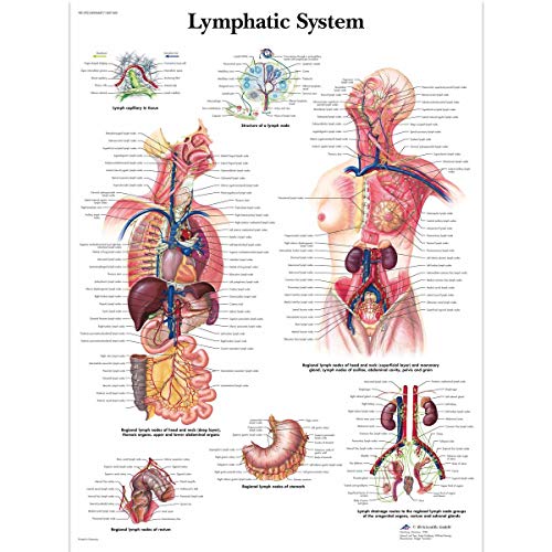 3b-scientific-lymphsystem-diagramm-anatomische-lehrtafel-papierversion-englisch image 3