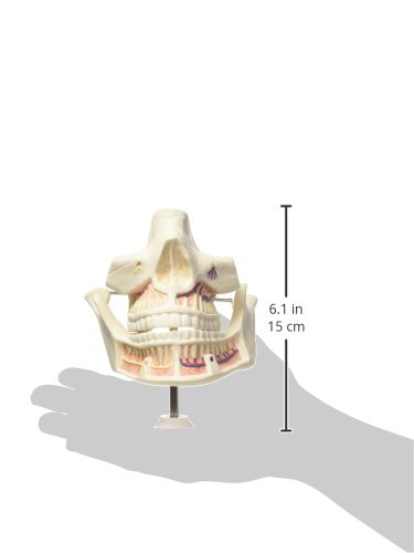 3b-scientific-erwachsenengebiss-modell-vollst-ndige-z-hne-pvc-smart-anatomy-app image 4