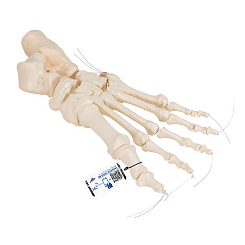 3b-scientific-fu-skelett-modell-lose-fu-knochen-auf-nylonschnur-aus-pvc image 7