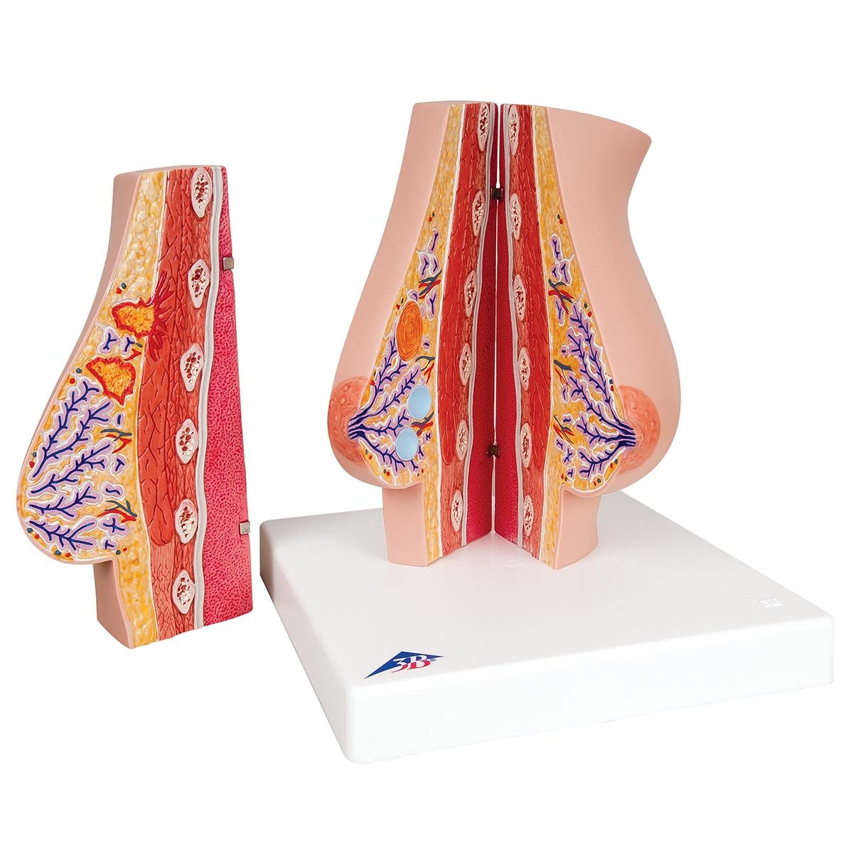 3b-scientific-weibliches-brustmodell-anatomie-lehrmodell-mit-l-ppchen-g-ngen-und image 2