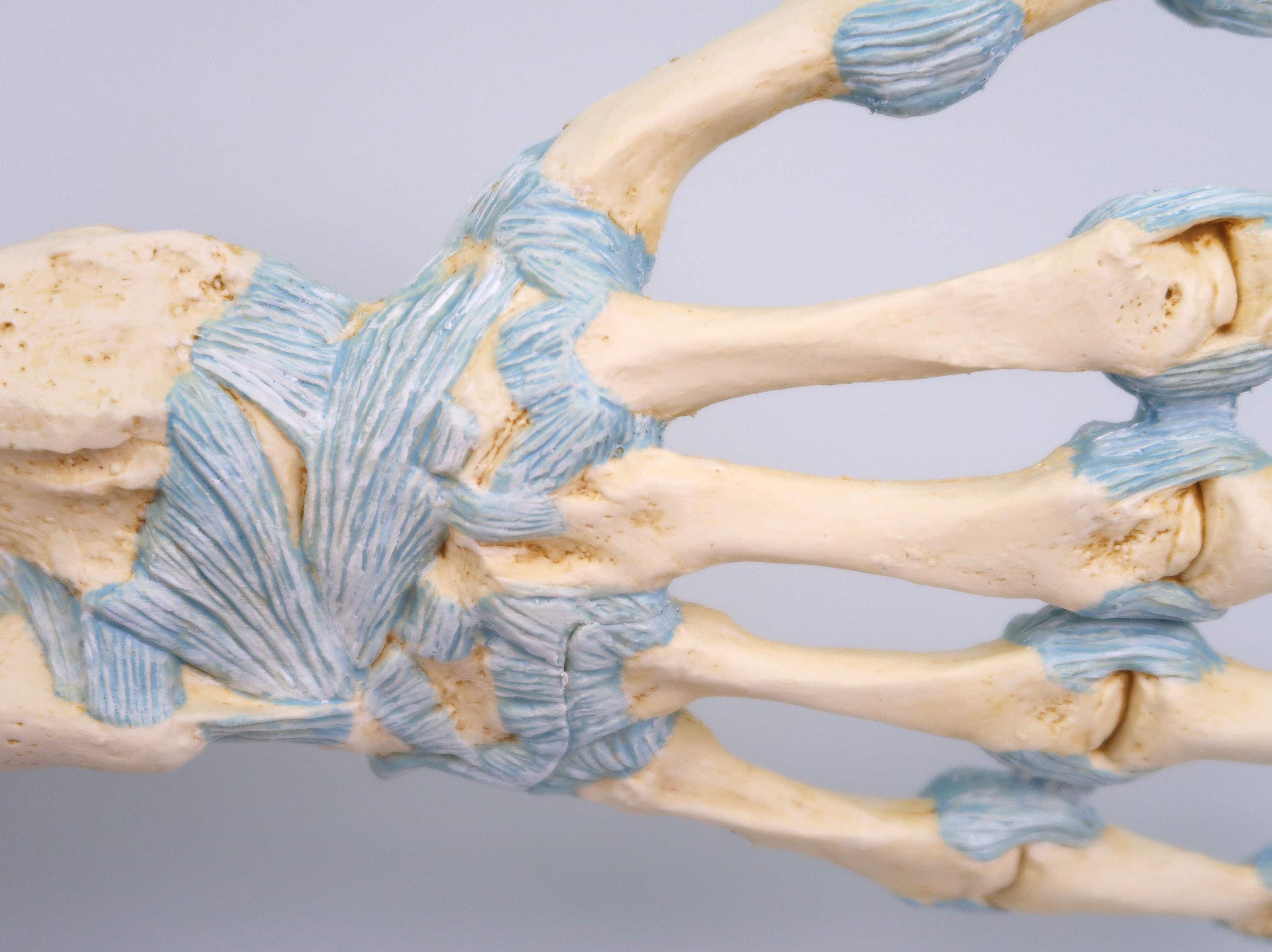 3b-scientific-handskelett-modell-handknochen-mit-b-ndern-karpaltunnel-smart-anat image 2