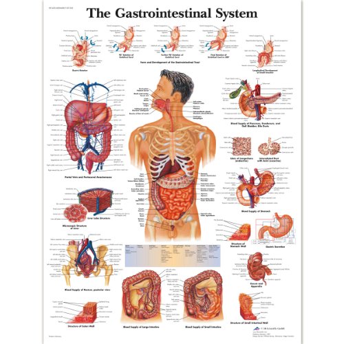 3b-scientific-lehrposter-das-verdauungssystem-50-x-67-cm-glanzpapier image 4