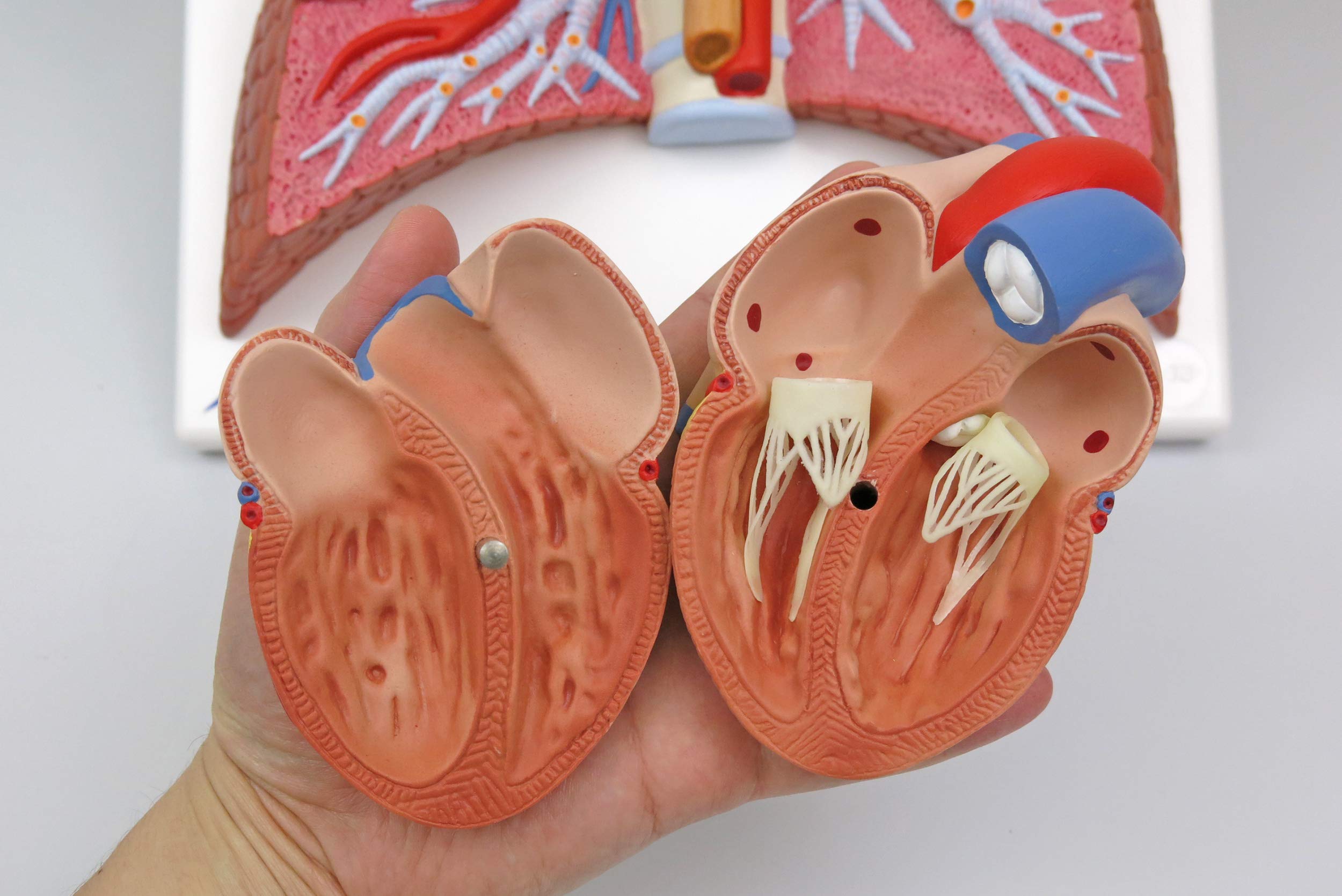 3b-scientific-lungenmodell-mit-kehlkopf-5-teiliges-humananatomie-modell-mit-abne image 7