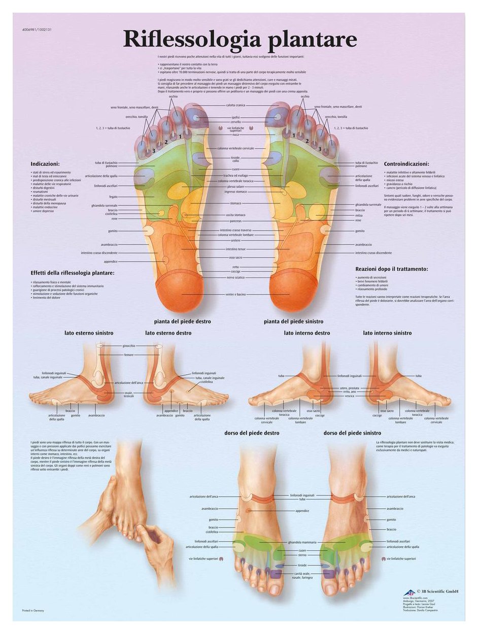3b-scientific-plantare-reflexzonen-tafel-laminiertes-fu-reflexzonen-poster-f-r-s image 1