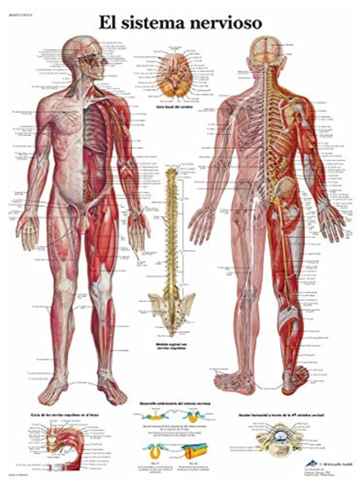 3b-scientific-menschliches-nervensystem-tafel-laminiertes-anatomieposter-50x67-c image 2