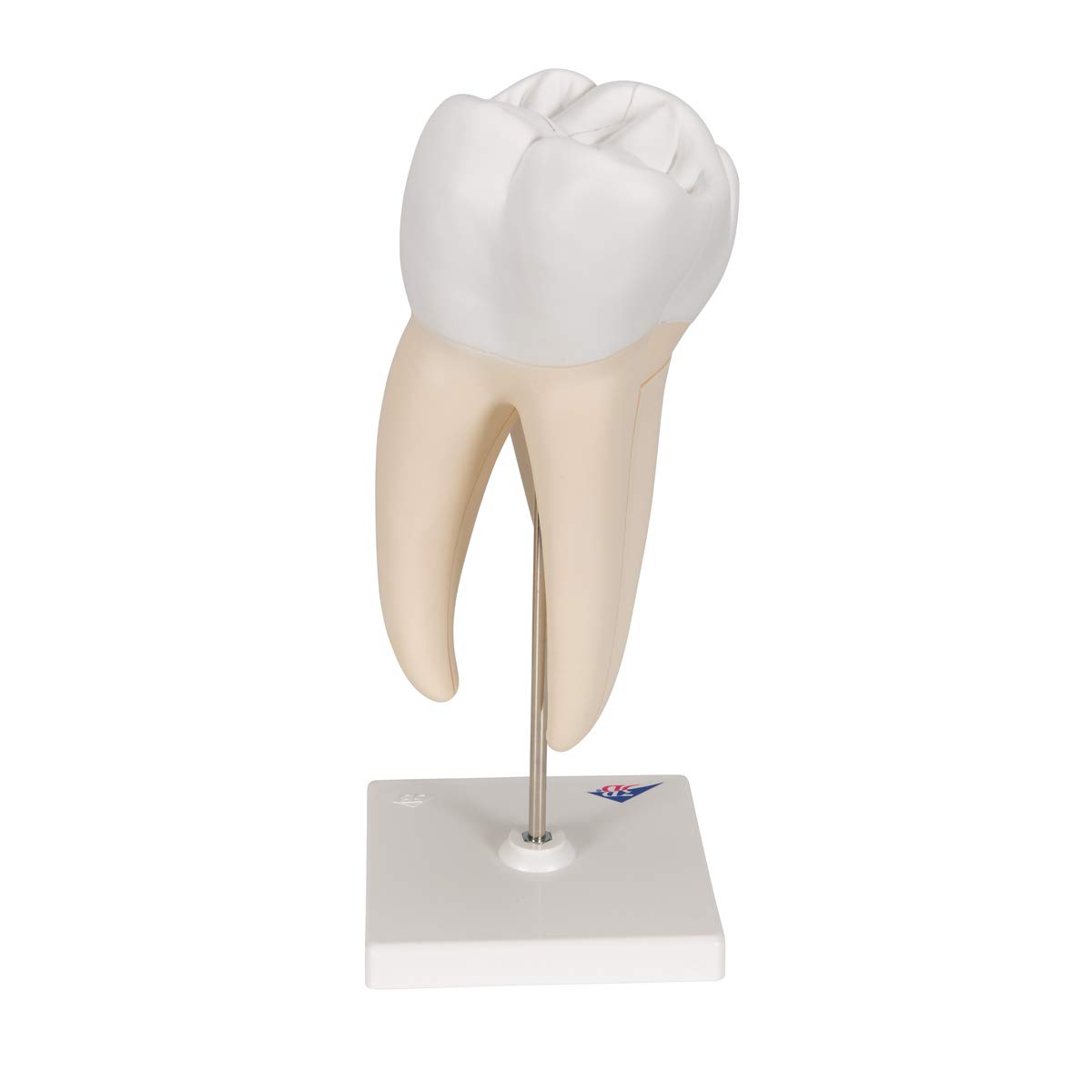 3b-scientific-oberer-molaren-zahnmodell-3-teilig-vergr-ert-mit-smart-anatomy-app image 4