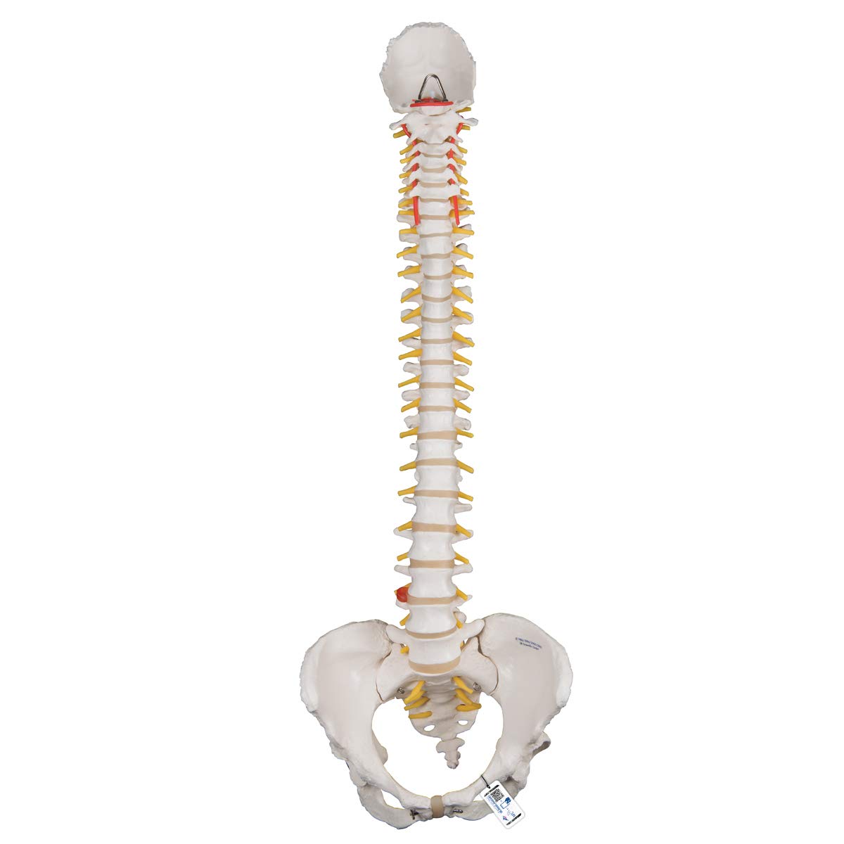 3b-scientific-flexibles-wirbels-ulenmodell-klassik-mit-weiblichem-becken-pvc-sma image 1