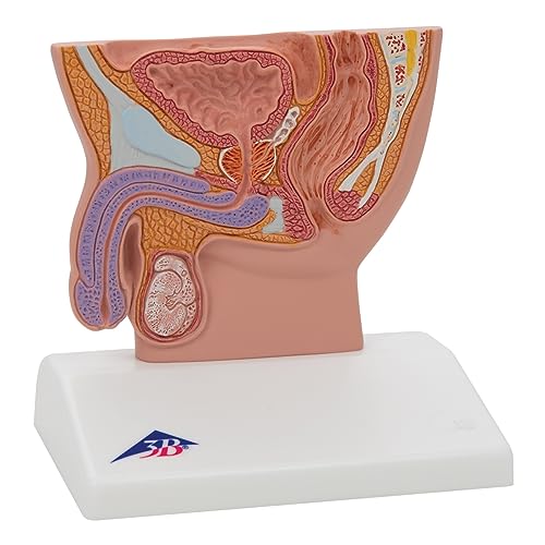 3b-scientific-m-nnliches-beckenschnitt-modell-lebensgro-pvc-mit-smart-anatomy image 5