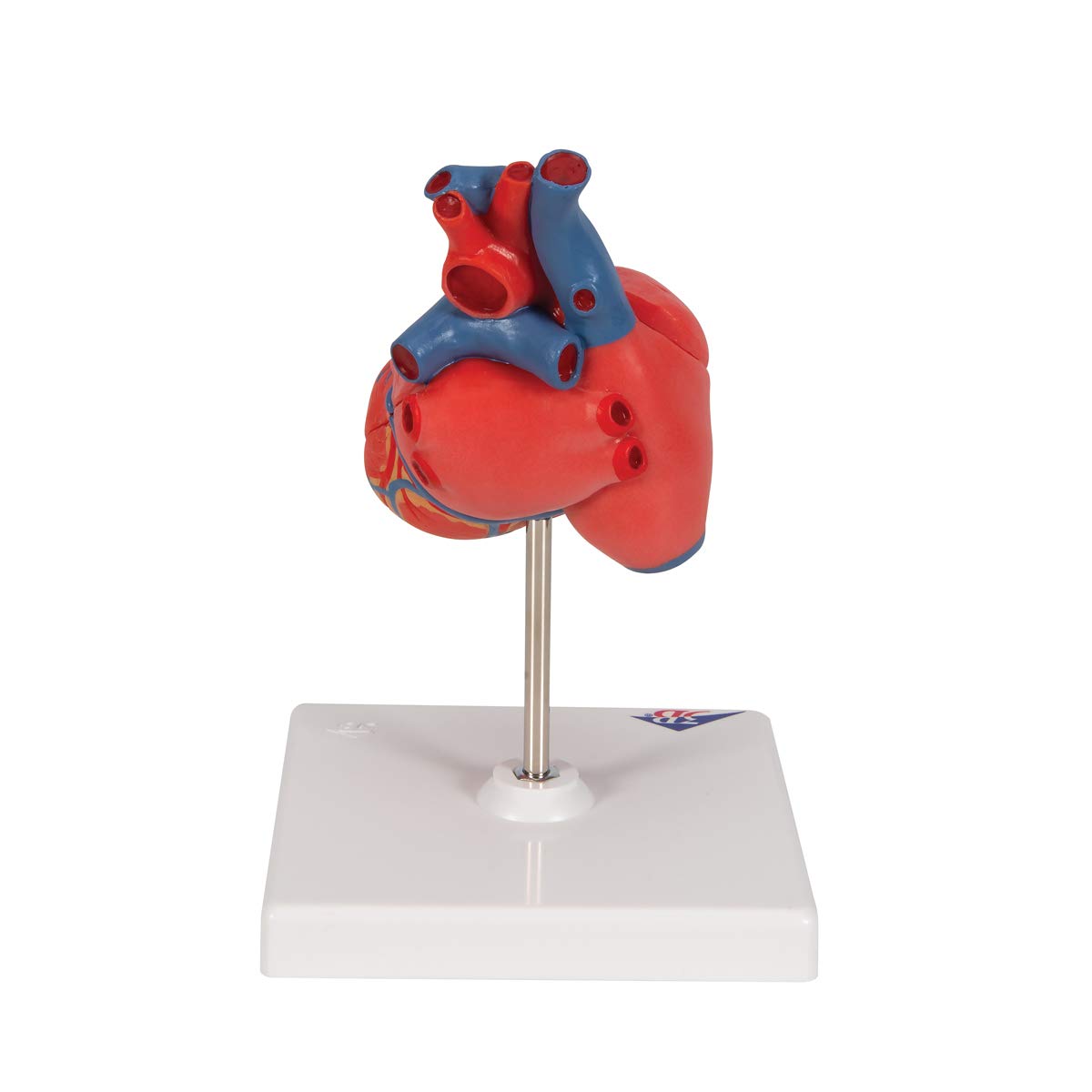 3b-scientific-klassisches-herzmodell-lebensgro-2-teilig-mit-smart-anatomy-app image 4