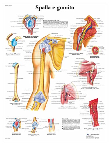 3b-scientific-anatomietafel-schulter-und-ellenbogen-italienisches-papier-poster- image 3