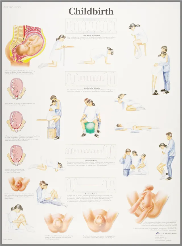 3b-scientific-vr1555uu-geburtsdiagramm-papier-unlaminiert-50-x-67-cm image 1