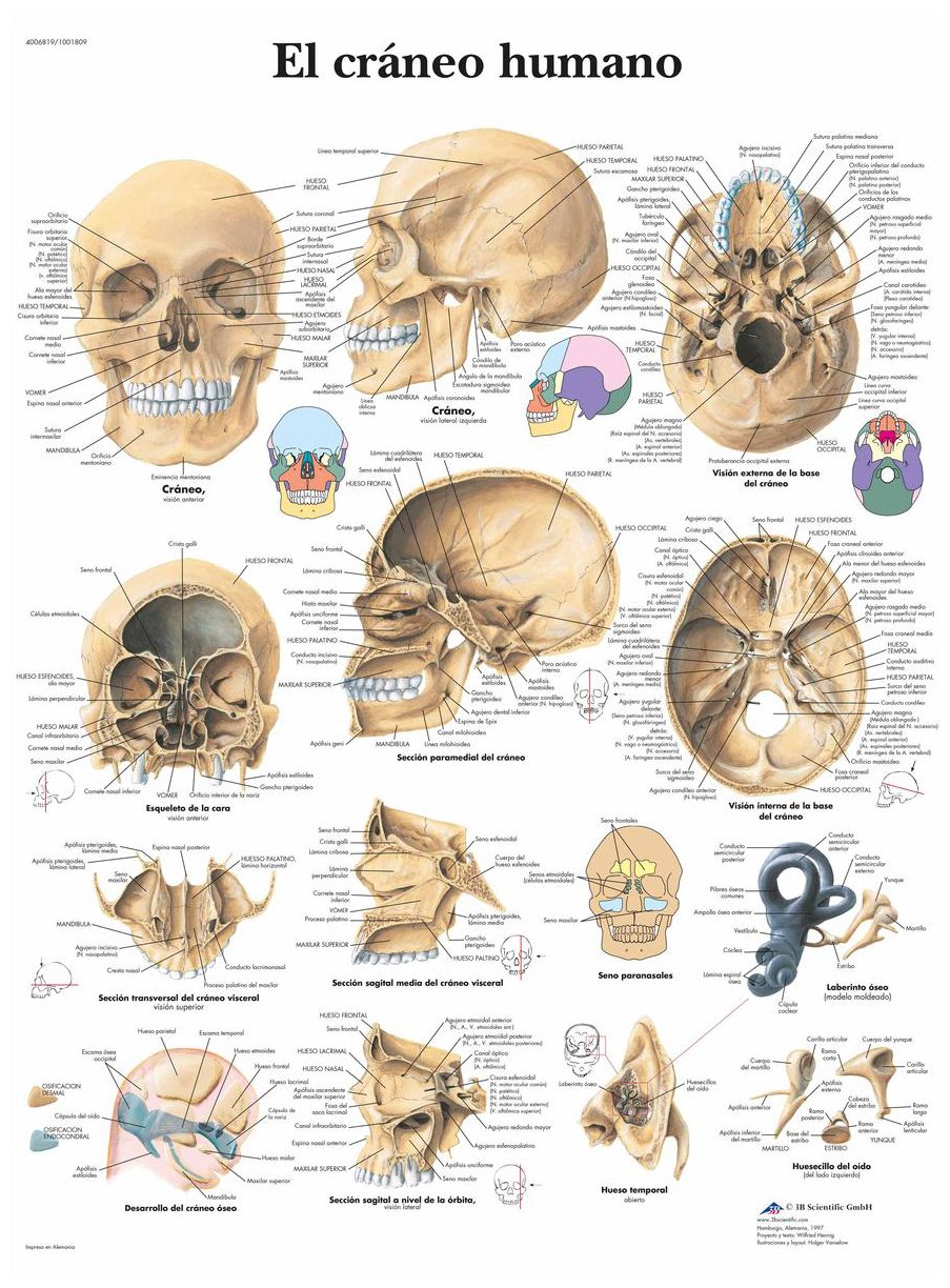 3b-scientific-vr3131l-anatomisches-poster-menschlicher-sch-del-laminiert-50x67-c image 2