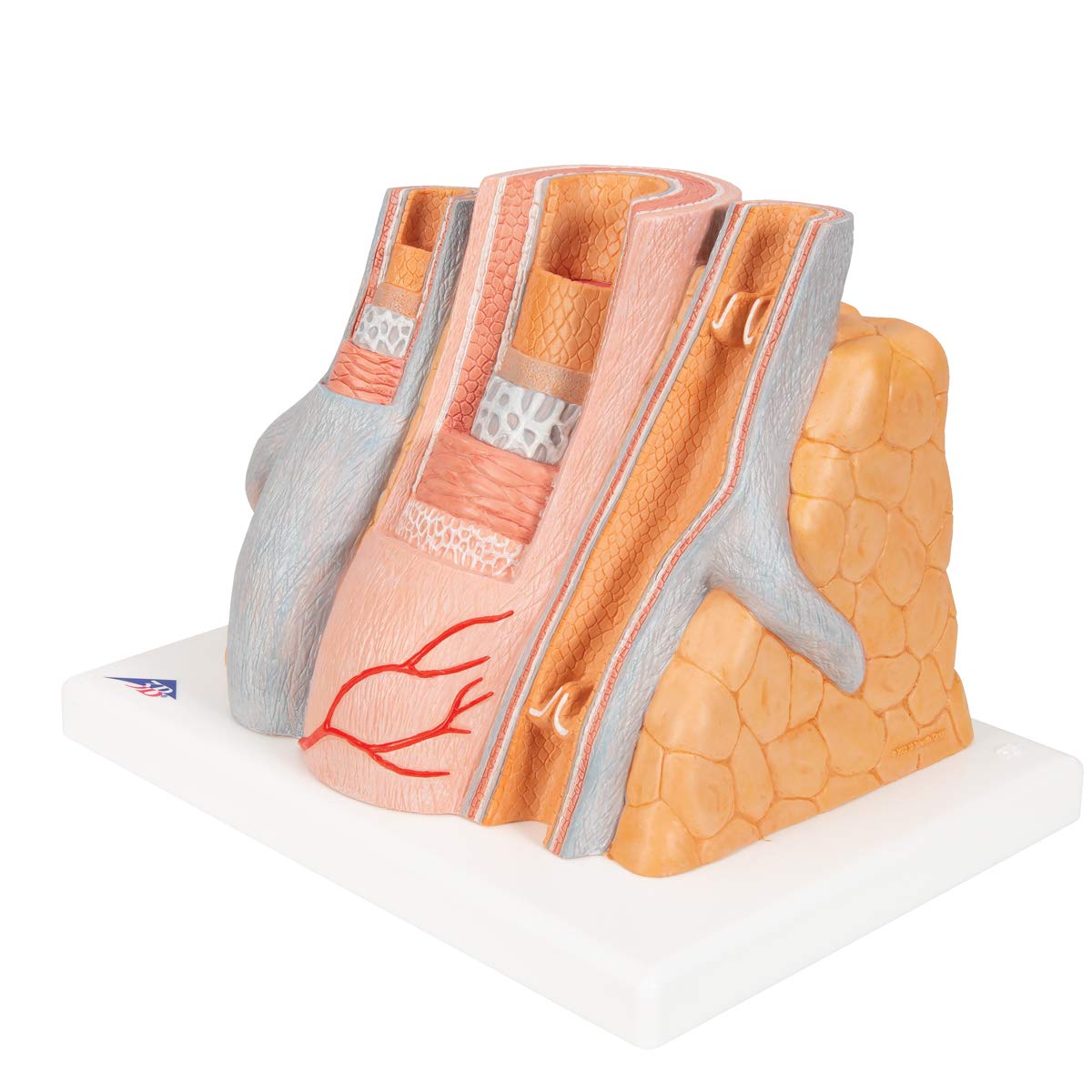 3b-scientific-microanatomy-arterie-und-vene-14-fach-g42 image 6