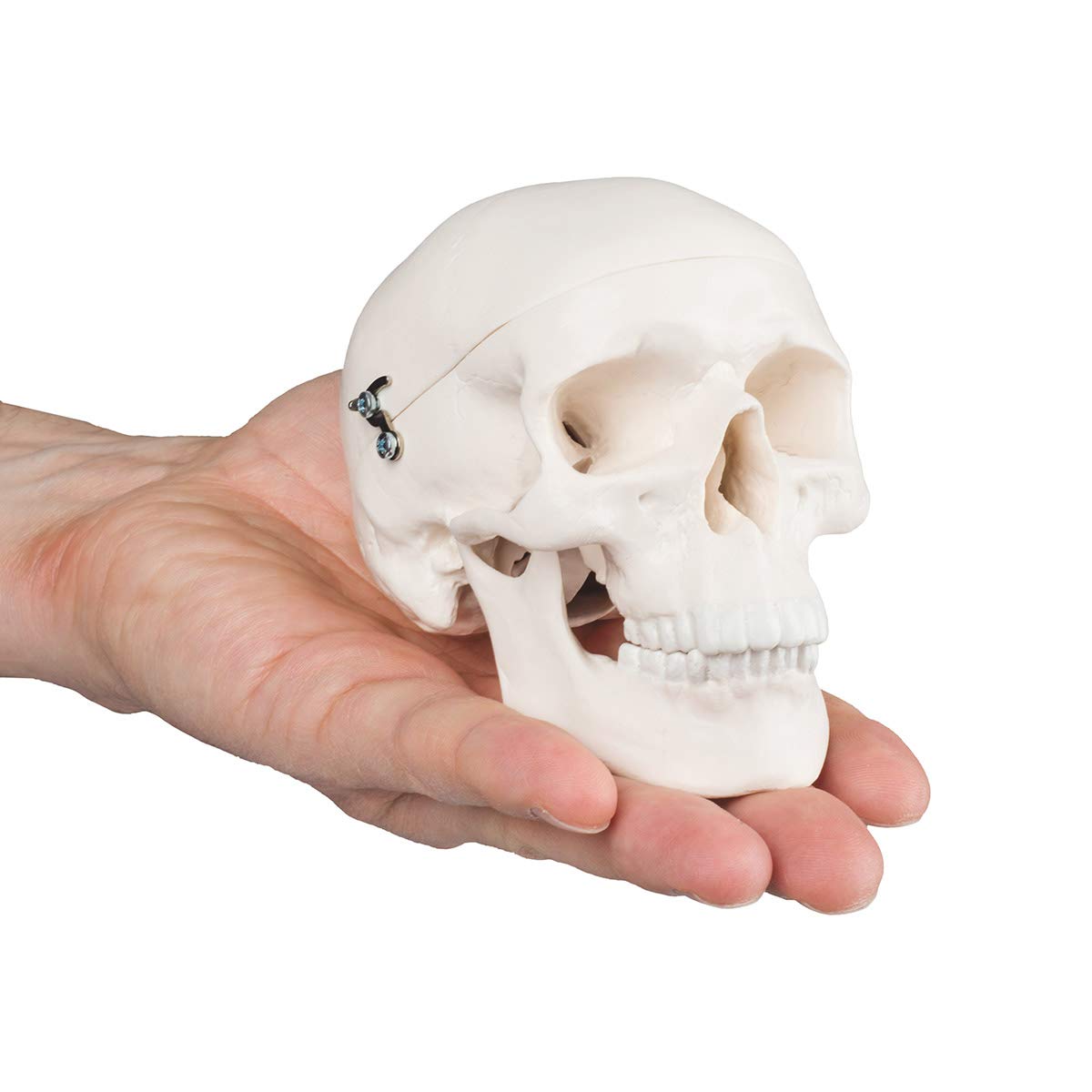3b-scientific-a18-15-mini-sch-delmodell-mensch-3-teilig-mit-3b-smart-anatomy image 5