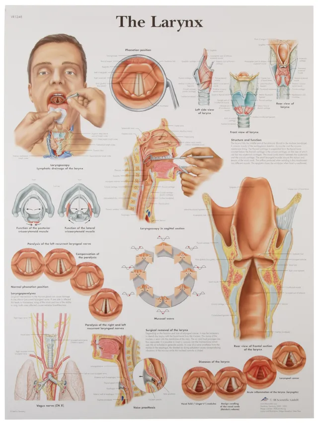 3b-scientific-lehrtafel-kehlkopf-unlaminiert-anatomie-poster image 1