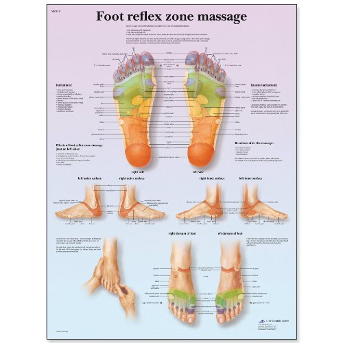 3b-scientific-fu-reflexzonenmassage-vr1810l-laminierte-lehrtafel image 3