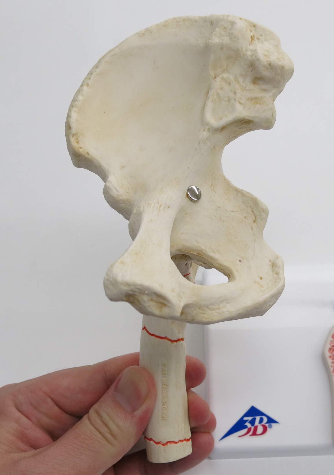 3b-scientific-h-ftgelenkmodell-mit-oberschenkelbruch-und-arthrose-pvc image 8