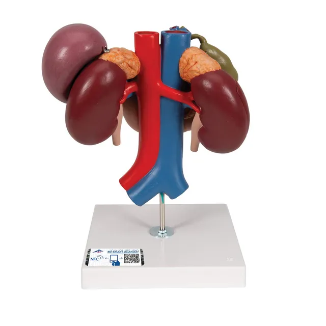 3b-scientific-nieren-mit-hinteren-oberbauchorganen-3-teilig-3b-smart-anatomy-app image 1