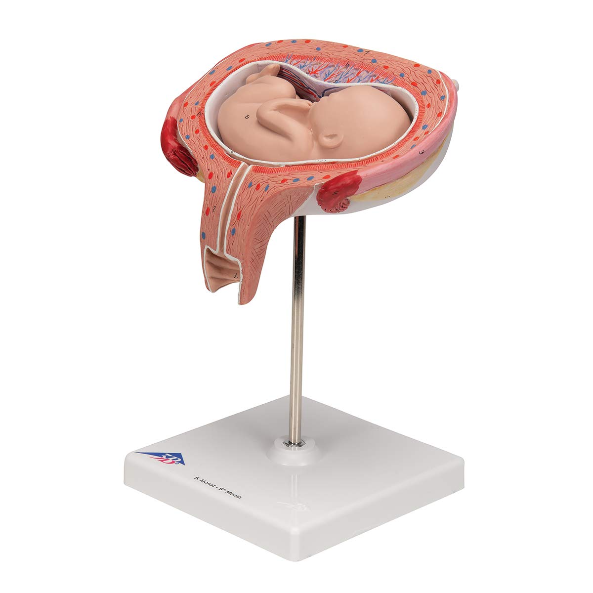 3b-scientific-fetus-modell-5-monat-r-ckenlage-l10-6-3b-smart-anatomy-app image 6