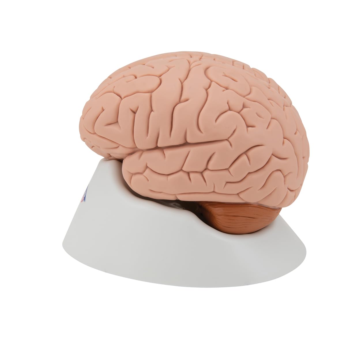 3b-scientific-gehirnmodell-4-teilig-menschliches-gehirn-auf-sockel-mit-3b-smart- image 7