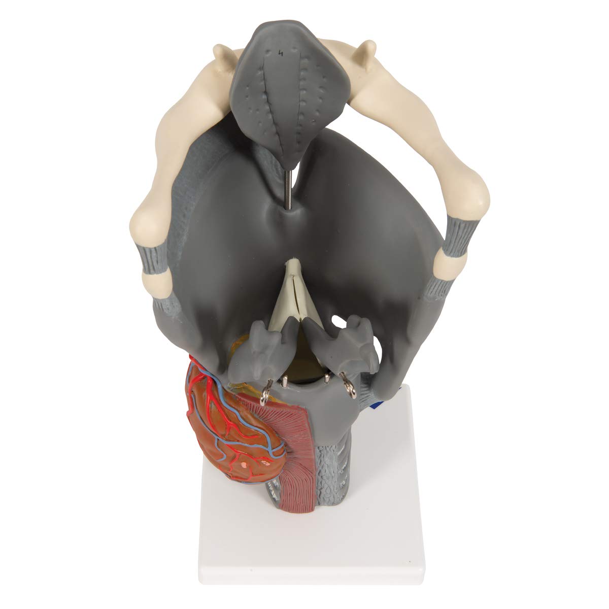 3b-scientific-funktionsmodell-kehlkopf-2-5-fache-gr-e-anatomisches-replikat-beig image 7