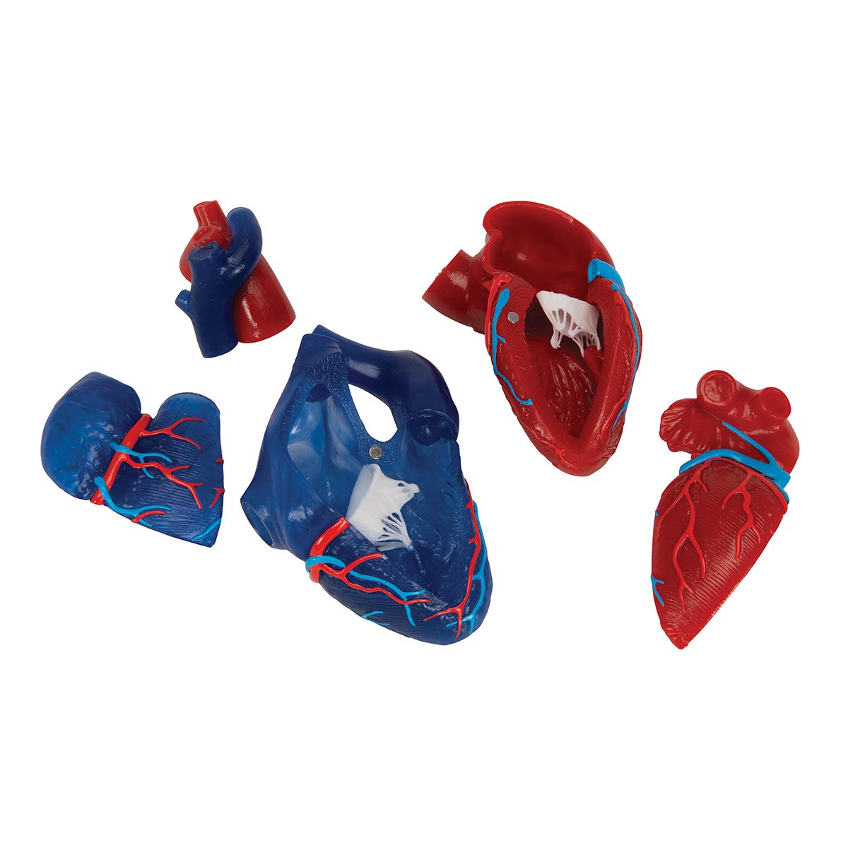3b-scientific-herzmodell-lebensgro-5-teilig-didaktisch-smart-anatomy-app image 7