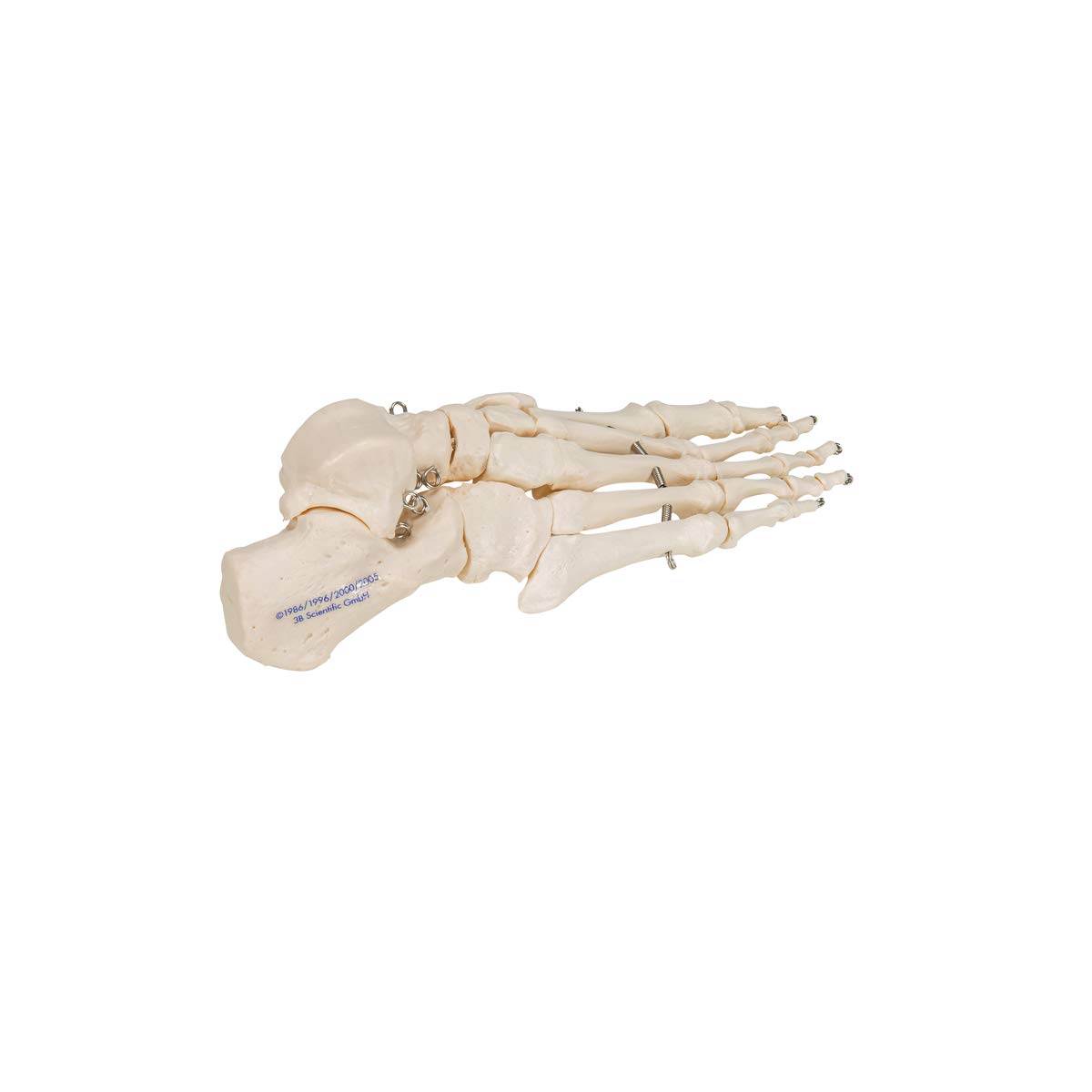 3b-scientific-fu-skelett-modell-auf-draht-mit-3b-smart-anatomy-app-anatomie-fu image 5