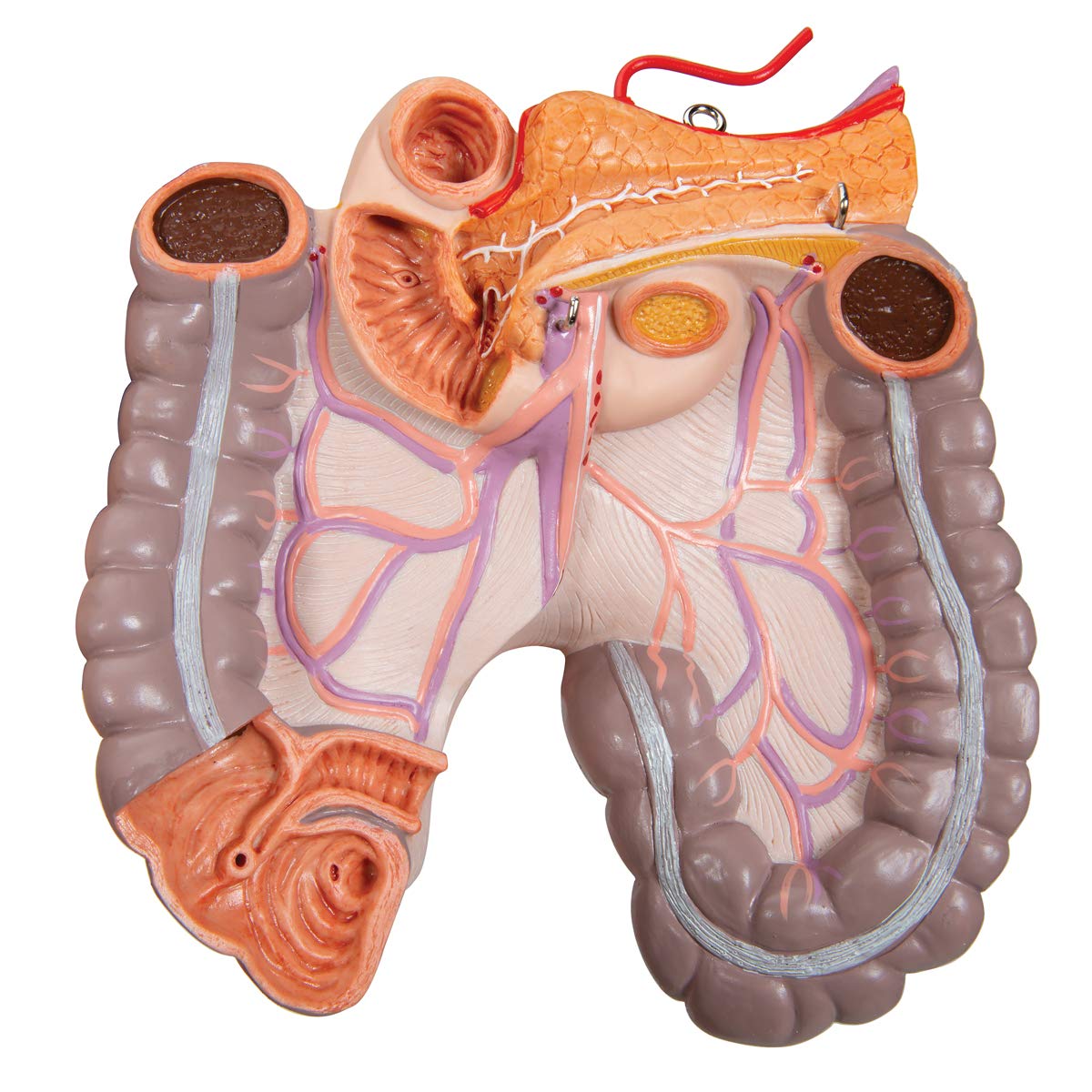 3b-scientific-deluxe-torso-zweigeschlechtlich-24-teilig-anatomiemodell image 6