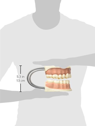 3b-scientific-riesen-zahnmodell-3-fach-vergr-ert-mit-zahnb-rste-smart-anatomy-ap image 7