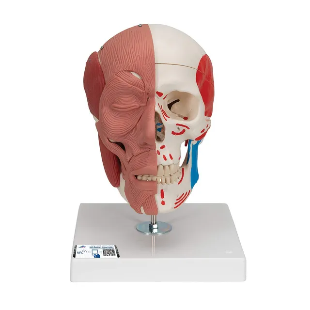 3b-scientific-classic-skull-series-sch-del-modell-a300-klassisch-mit-montage image 1