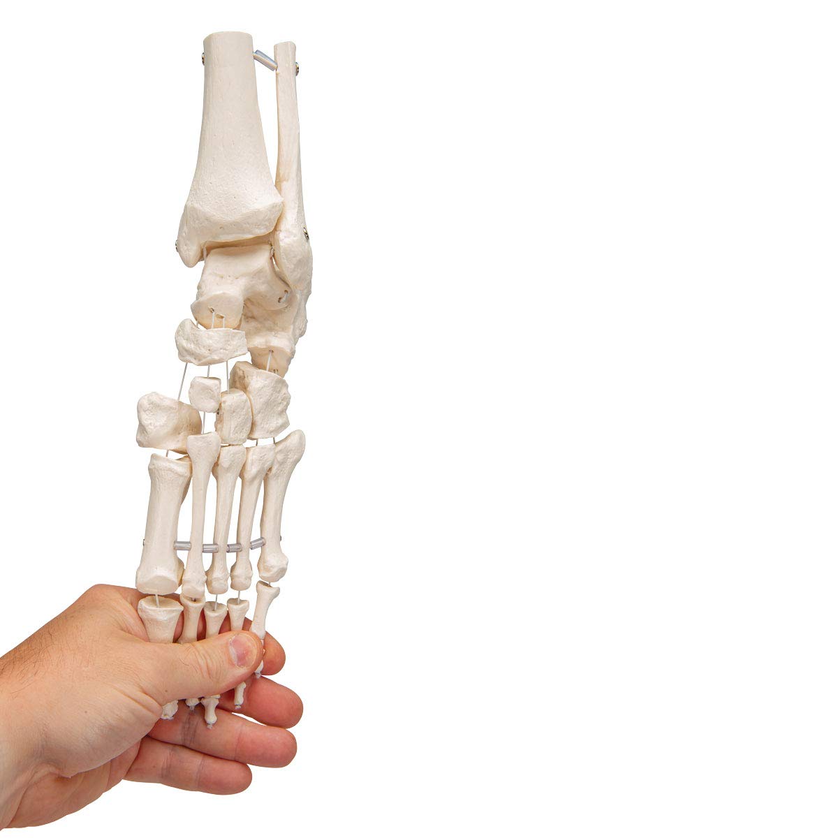 3b-scientific-fu-und-kn-chelskelett-lose-mit-bungee-smart-anatomy image 7