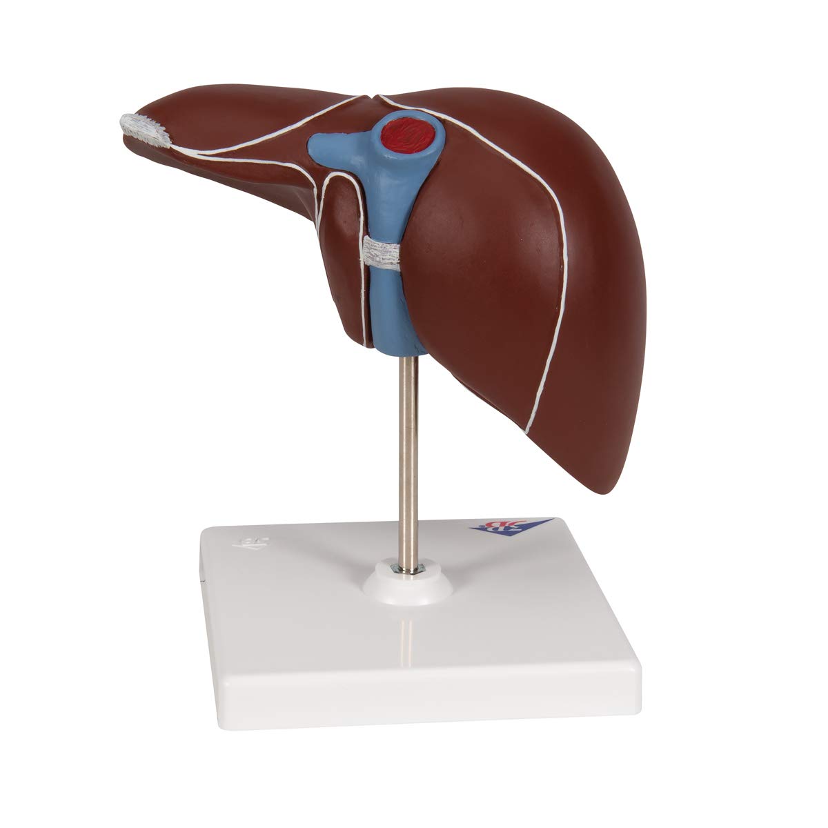 3b-scientific-lebermodell-mit-gallenblase-und-3b-smart-anatomy-app-18-x-18-x-12- image 4