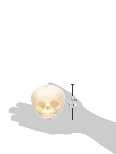 3b-scientific-a25-sch-delmodell-f-tus-30-ssw-naturabguss-mit-3b-smart-anatomy-so image 7