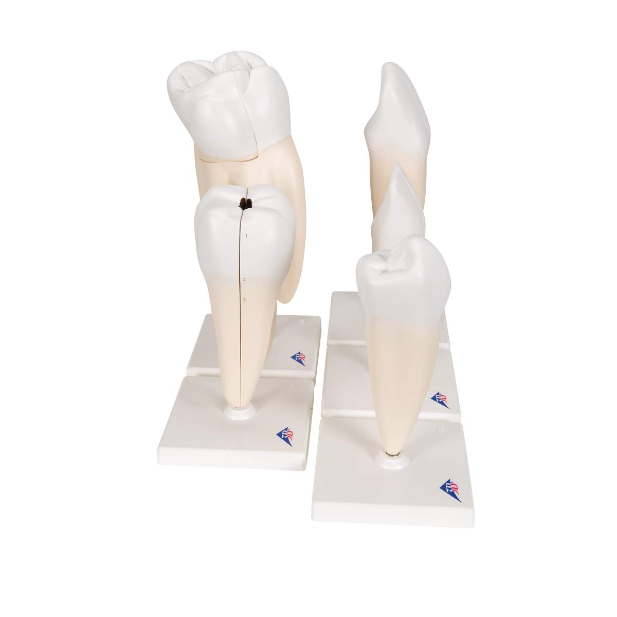 3b-scientific-zahnmodell-serie-set-5-vergr-erte-z-hne-pvc-mit-smart-anatomy-app image 3