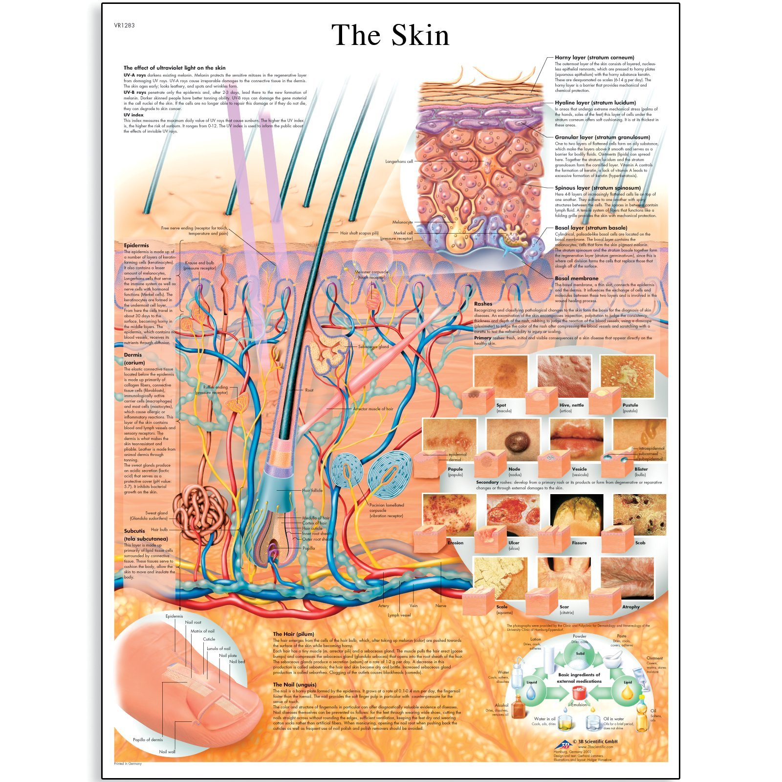 3b-scientific-lehrtafel-die-haut-vr1283uu-anatomieposter-50-x-67-cm image 1