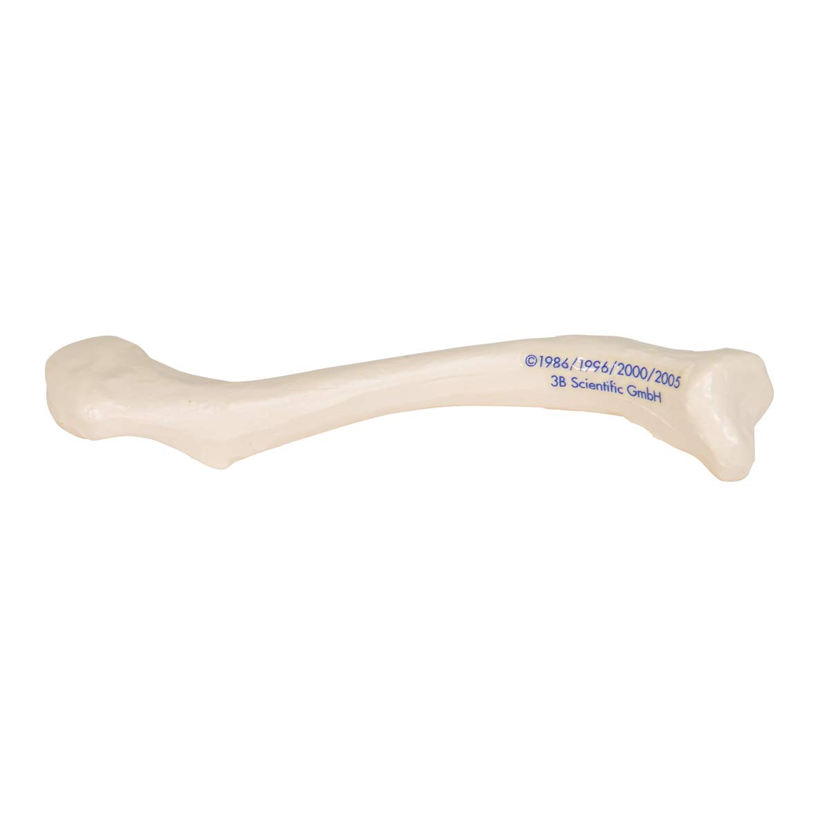 3b-scientific-schl-sselbein-modell-originalgr-e-3b-smart-anatomy-app image 4