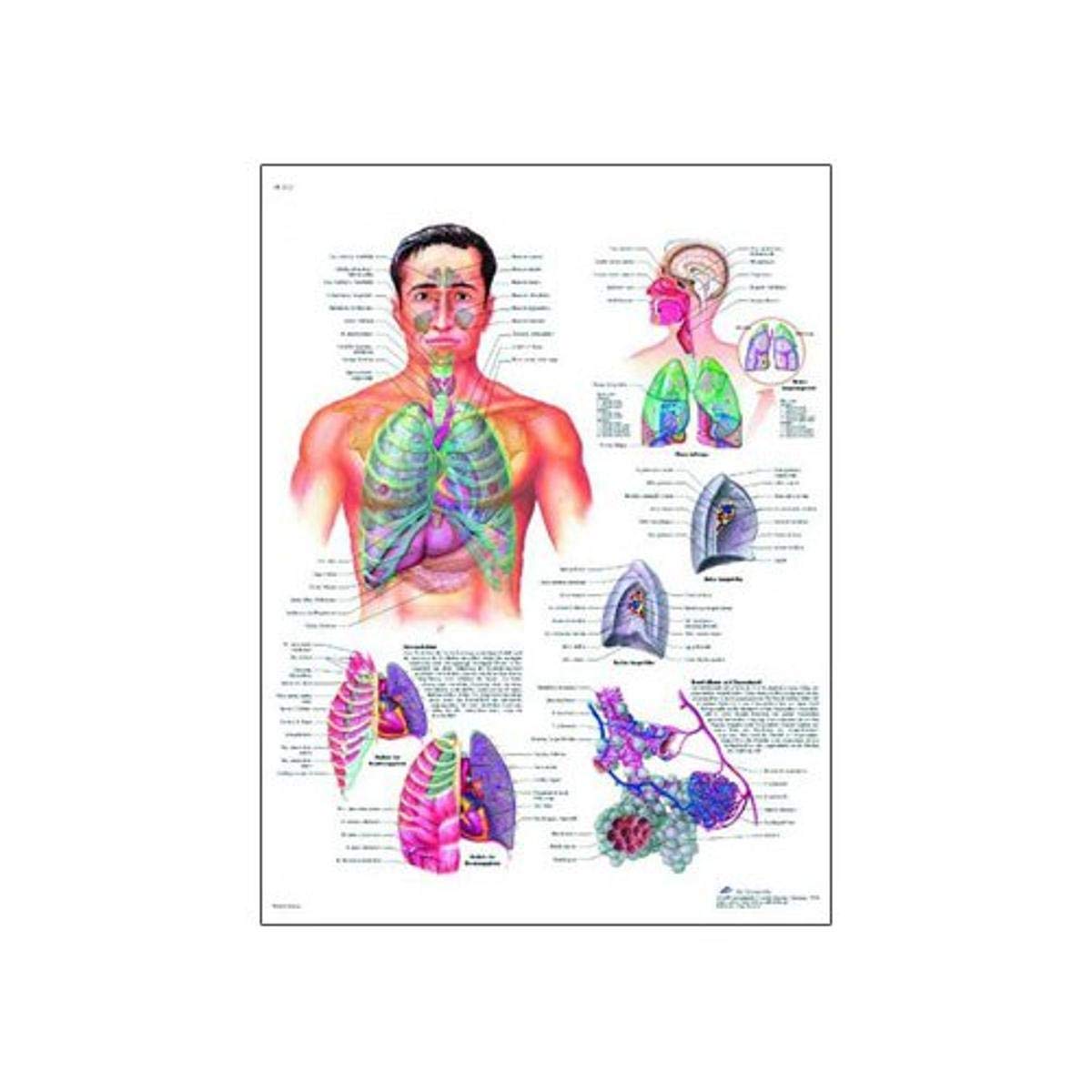 3b-scientific-vr3322uu-lehrtafel-atmungsapparat-anatomie-poster-50-x-67-cm image 2