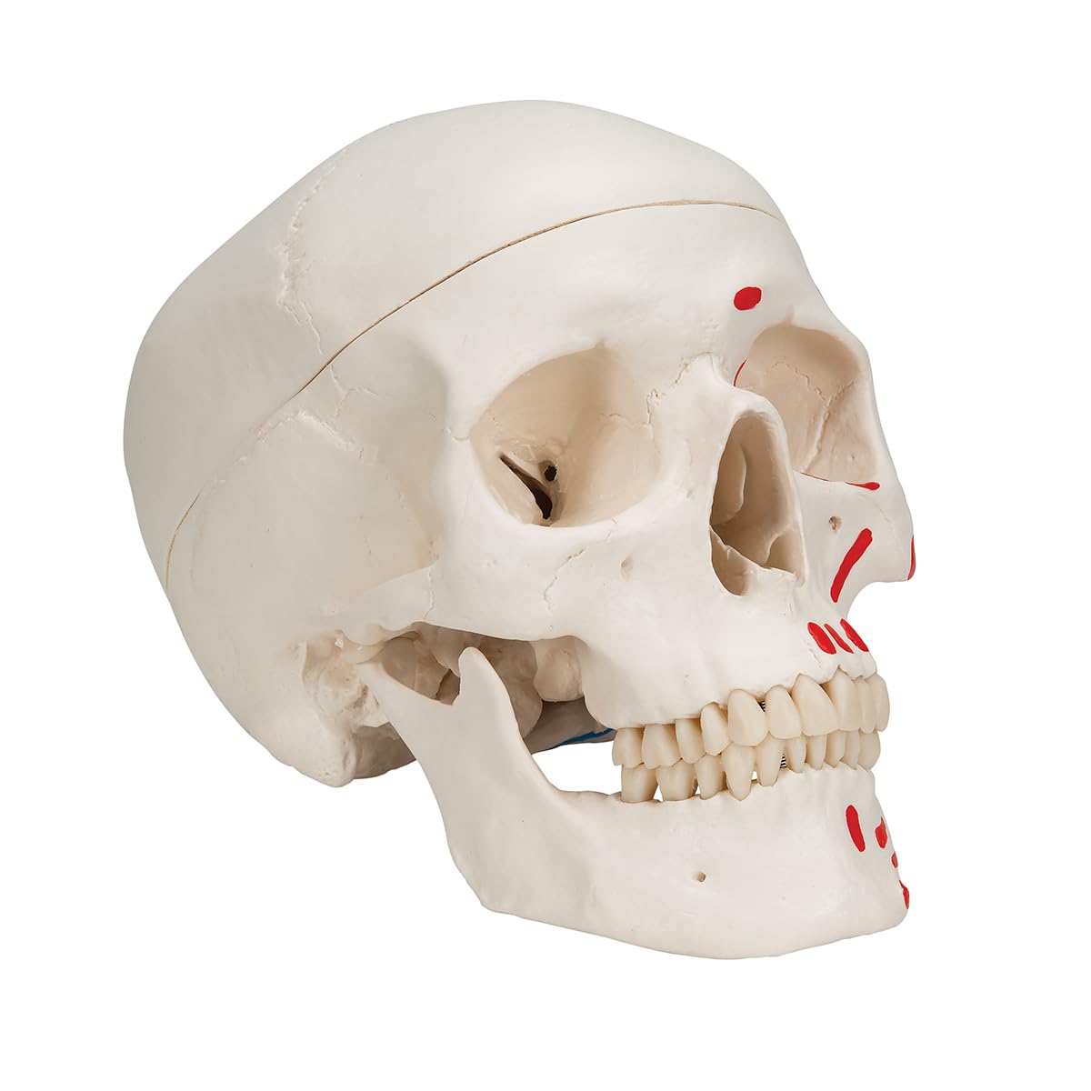 3b-scientific-klassisches-sch-del-modell-lebensgro-3-teilig-mit-muskelbemalung image 2