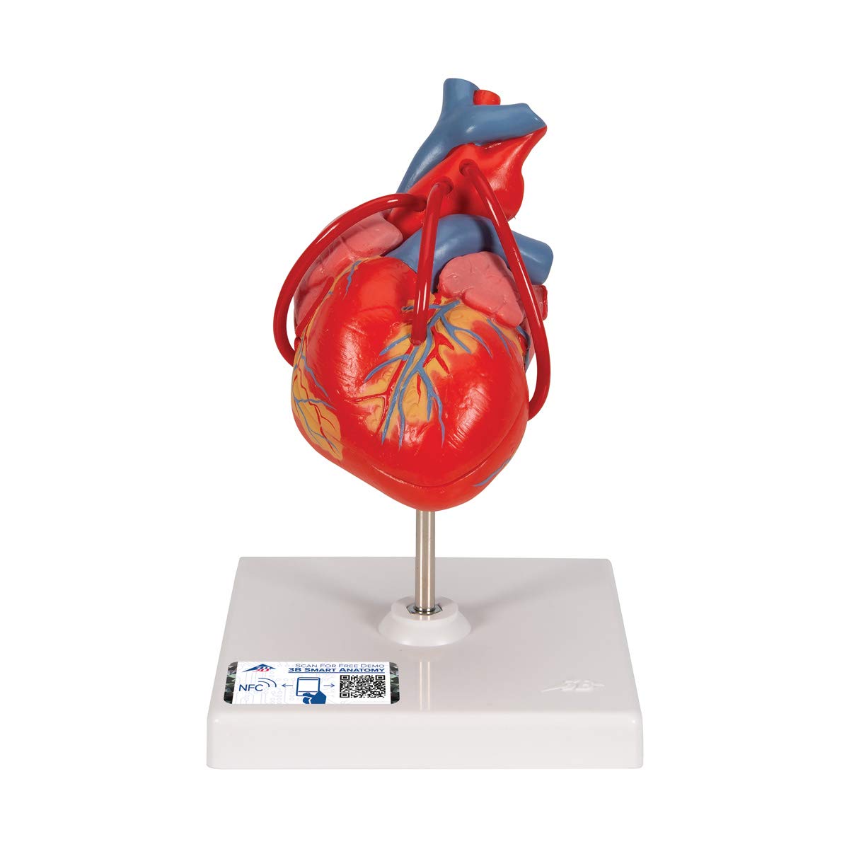 3b-scientific-herzmodell-klassik-2-teiliges-lebensgro-es-herz-mit-bypass-3b-smar image 1