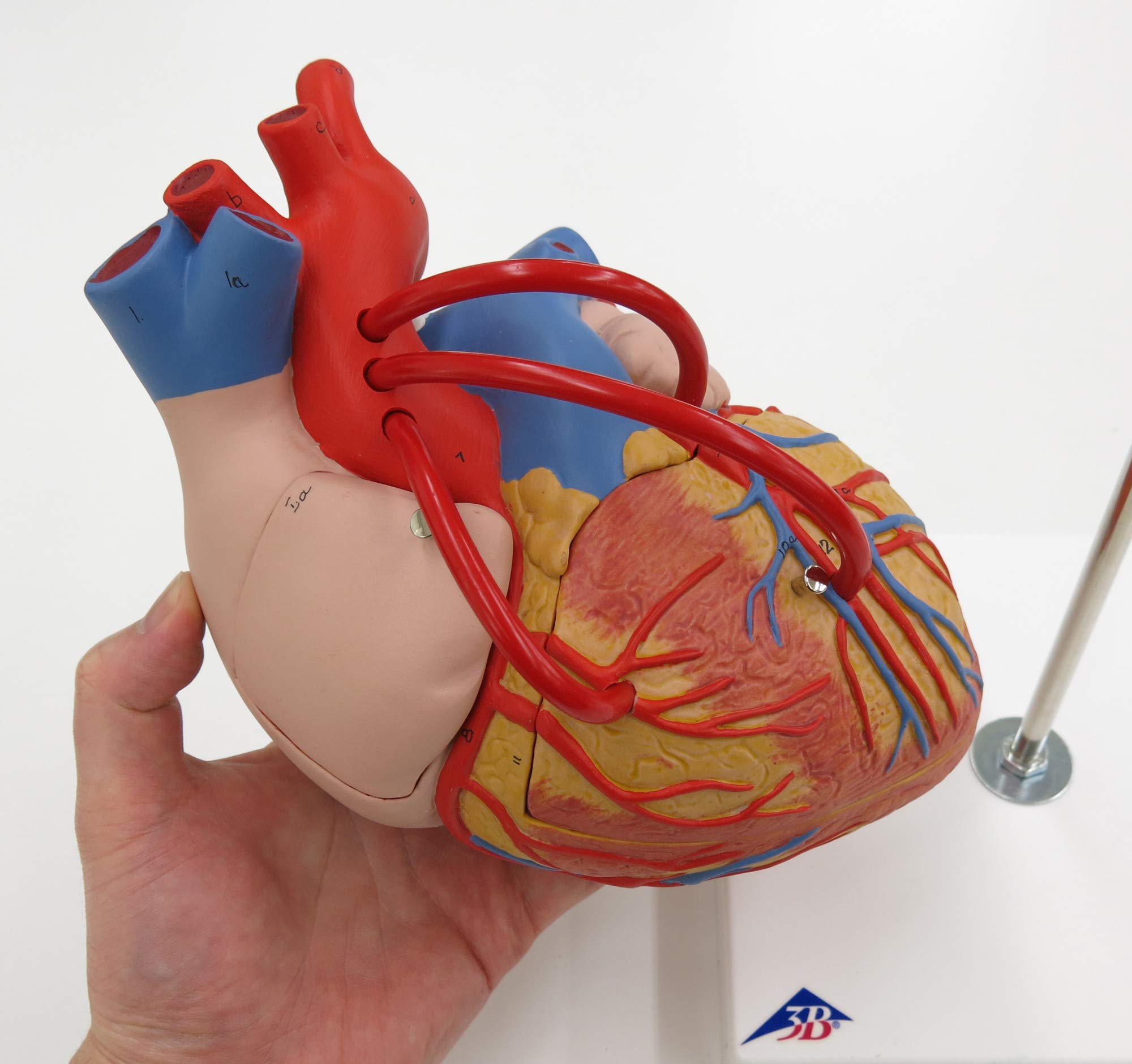 3b-scientific-herz-mit-bypass-2-fache-gr-e-4-teilig-g06-smart-anatomy-app image 2
