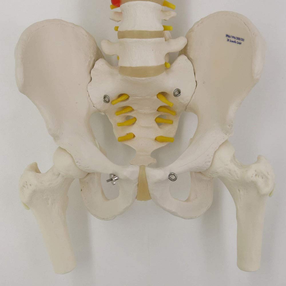3b-scientific-klassische-flexible-wirbels-ule-mit-brustkorb-lebensgro-beweglich image 8