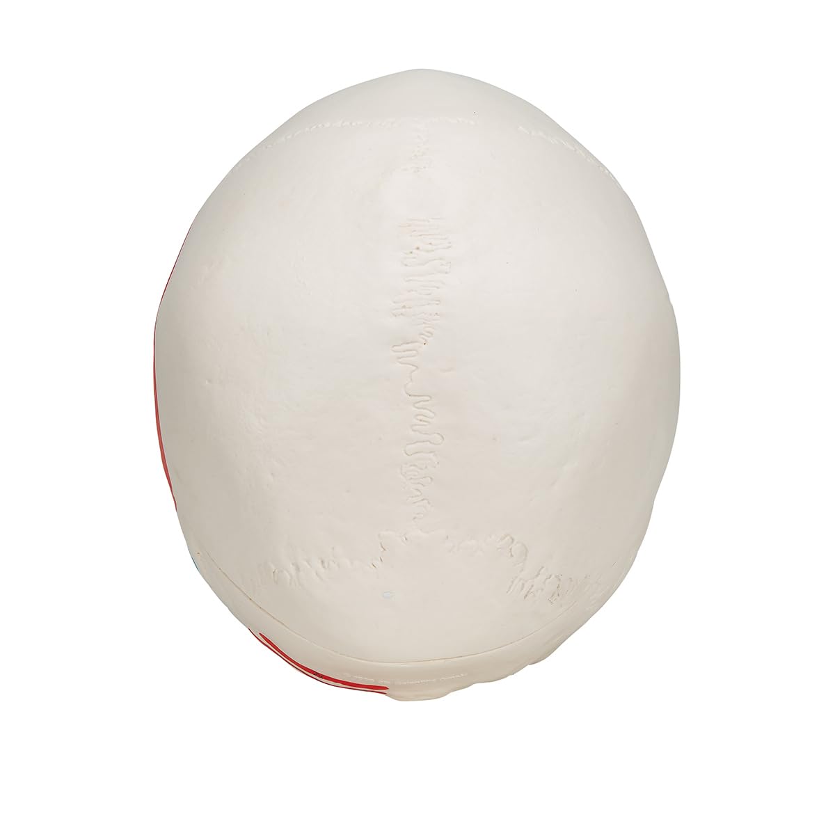 3b-scientific-klassisches-sch-del-modell-lebensgro-3-teilig-mit-muskelbemalung image 3