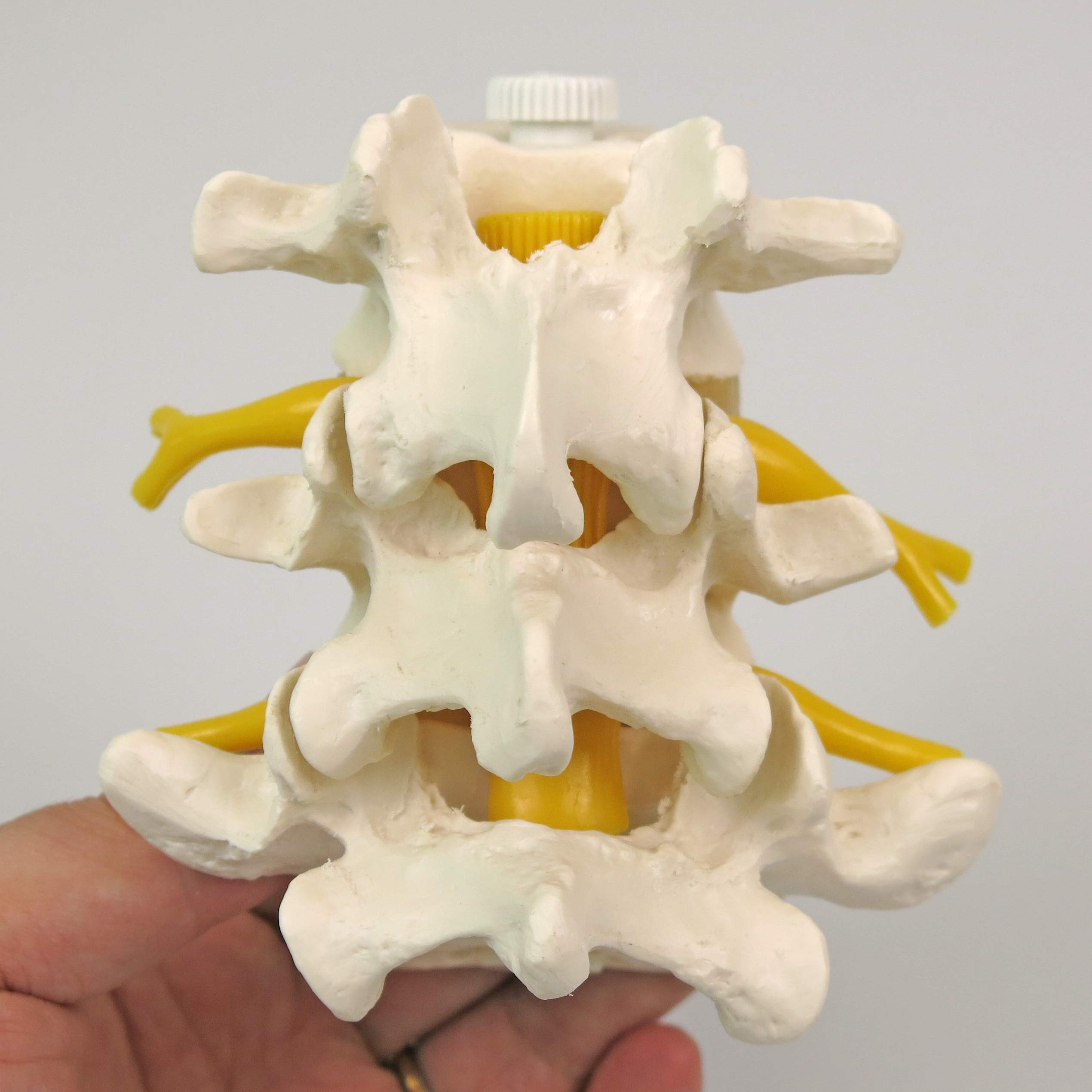 3b-scientific-a76-8-3-lendenwirbel-flexibel-montiert-mit-spinalnerven image 5