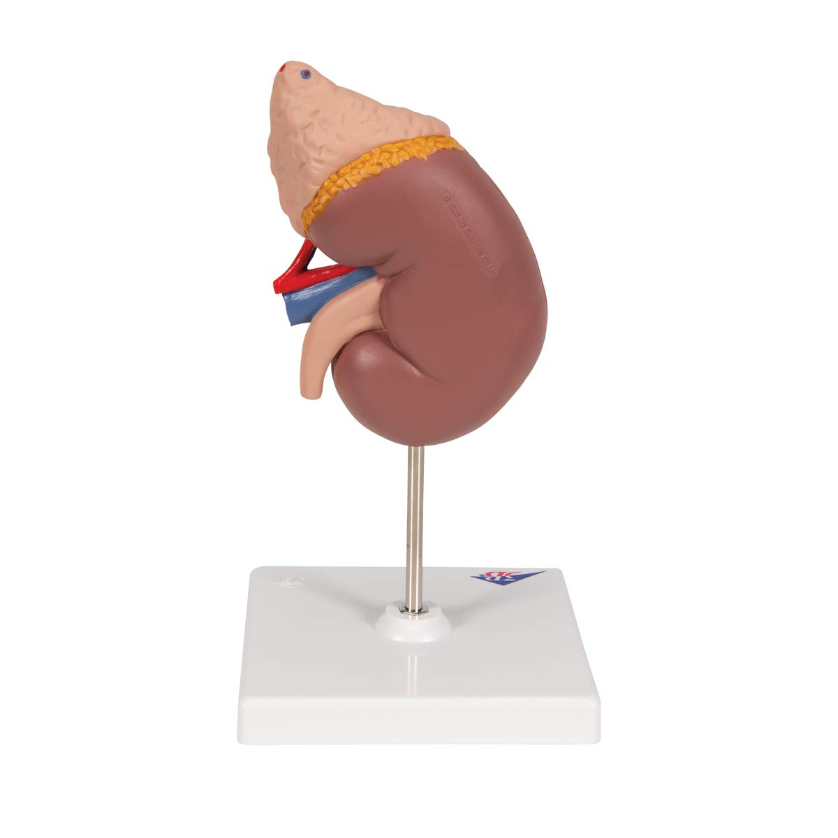 3b-scientific-k12-nierenmodell-mit-nebenniere-und-stativ-3b-smart-anatomy-app image 4