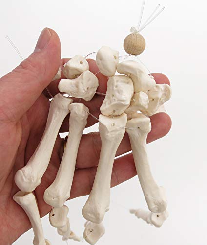 3b-scientific-a40-2-handskelett-modell-mit-3b-smart-anatomy-app image 7